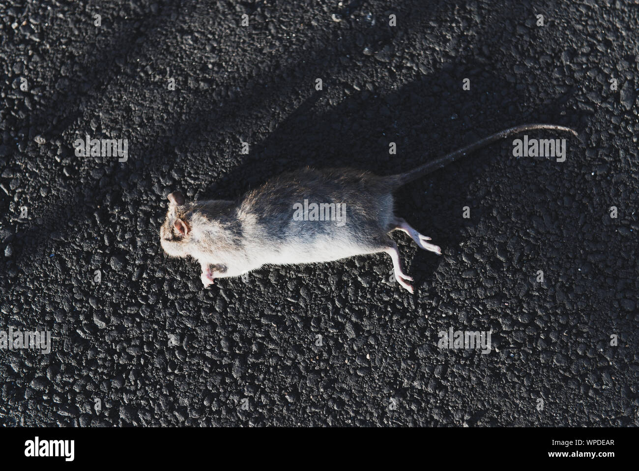 Dead rat laying on the black asphalt. Poisoned rodent. Pest control concept photo. Sunny day. Stock Photo