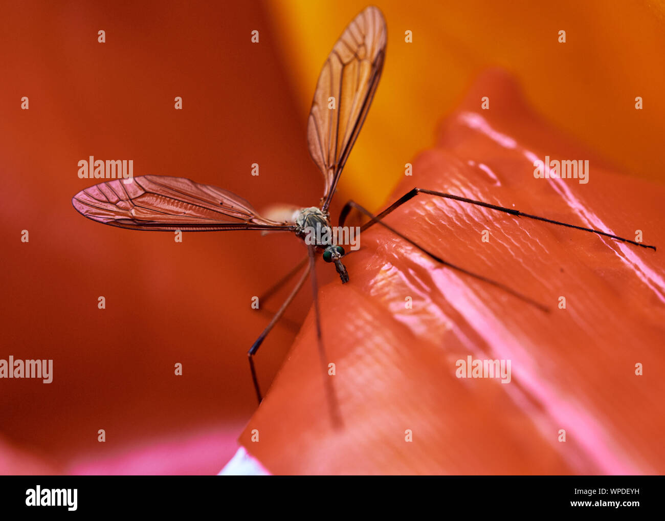 Spindly crane fly (Tipulidae) insect perched on a bright red outdoor toy inflatable. Stock Photo