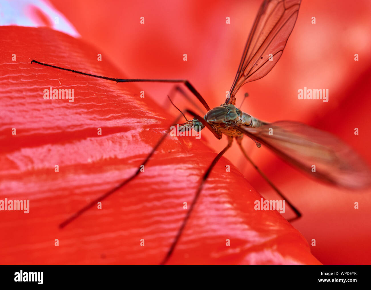 Spindly crane fly (Tipulidae) insect perched on a bright red outdoor toy inflatable. Stock Photo