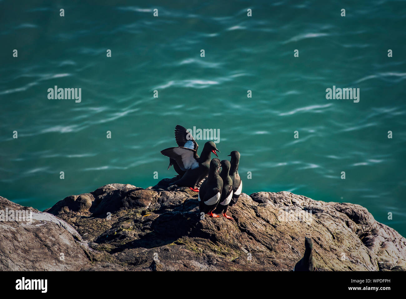 Conceptual image of teacher in front of students. Group of Common Guillemots on exposed rock of Irish Sea. Bray Head, co.Wicklow, Ireland. Stock Photo