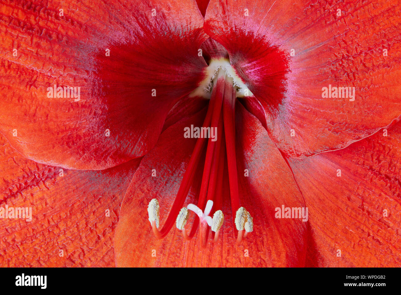 A close up image of Anther, Filament and petals of a red Amaryllis Stock Photo