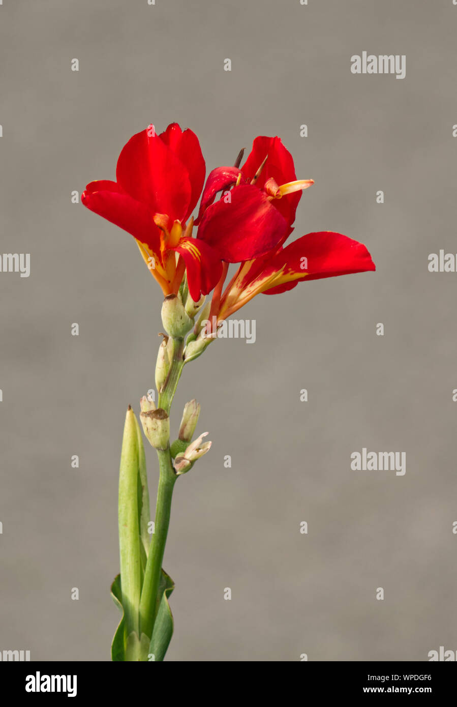 Close up of red Canna Lily on grey background Stock Photo