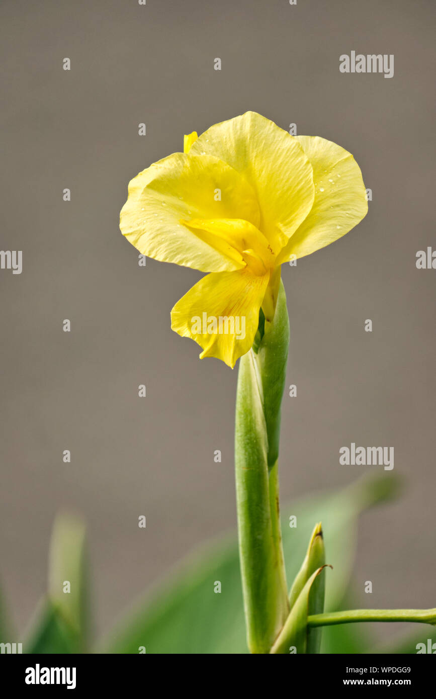 Close up of yellow Canna Lily on grey background. Stock Photo