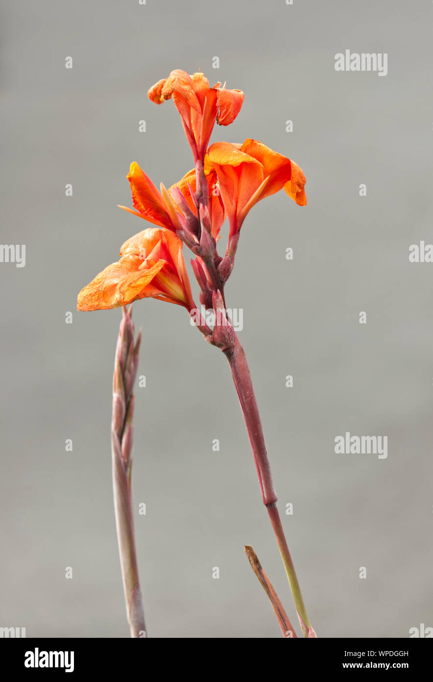Close up of orange Cana Lily on grey background Stock Photo