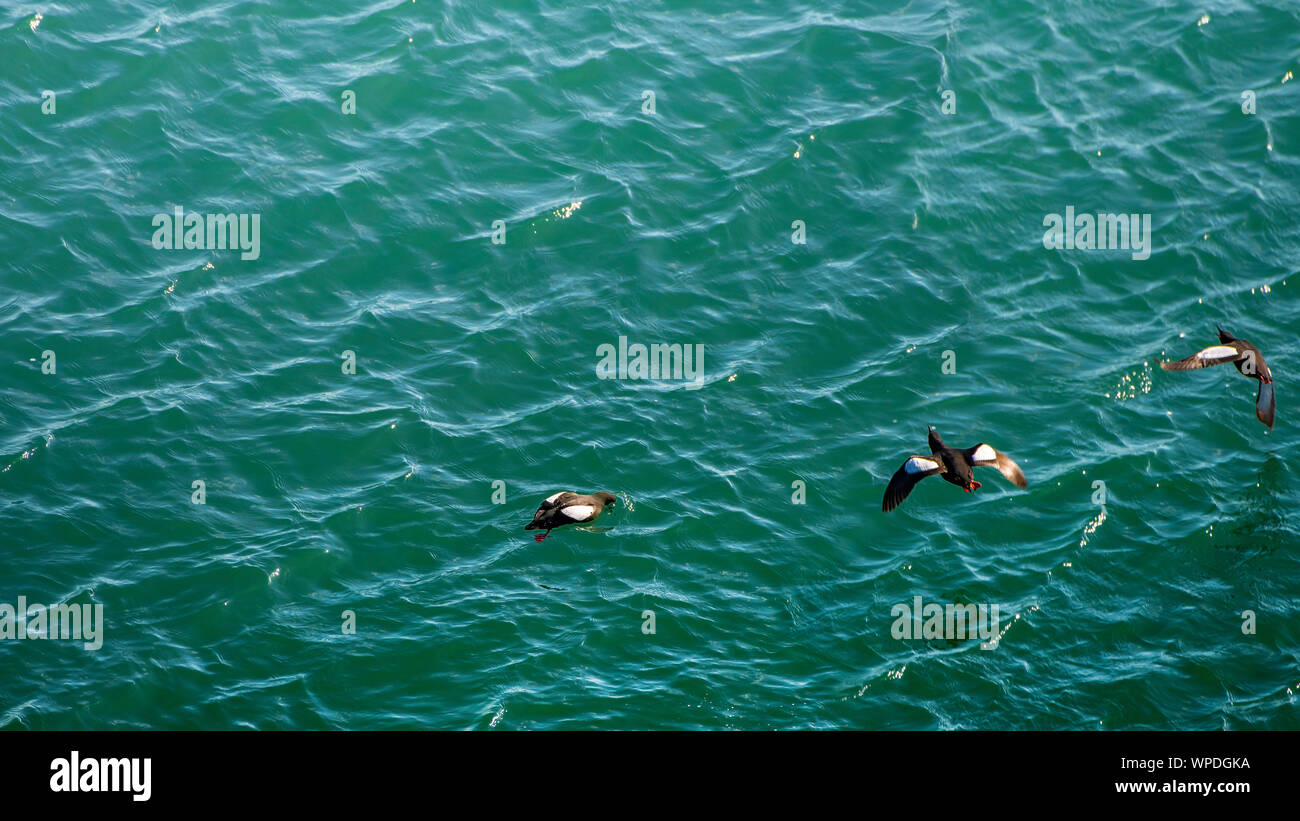 Group of Common Guillemots flying just above the Sea. Bray Head, co.Wicklow, Ireland. Stock Photo
