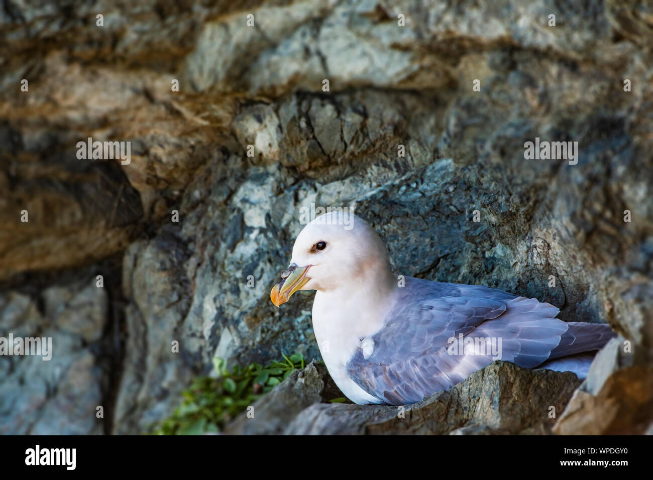 Single Fulmar (Fulmarus glacialis) sitting on their nest between rocks in wind shaded spot at exposed sea cliffs. Bray Head, co.Wicklow, Ireland. Stock Photo