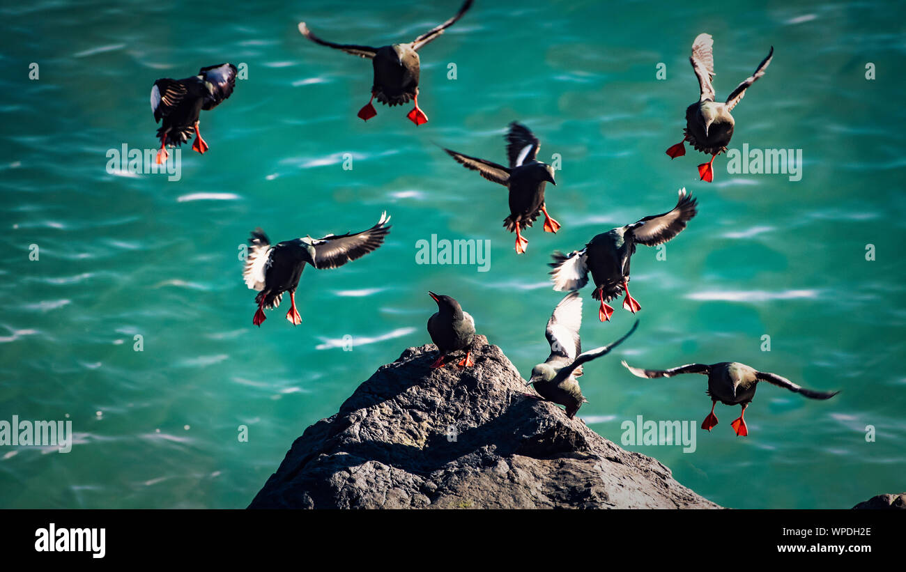 Home! Group of Common Guillemots landing to exposed rock just of the cliff.  Bray Head, co.Wicklow, Ireland. Stock Photo