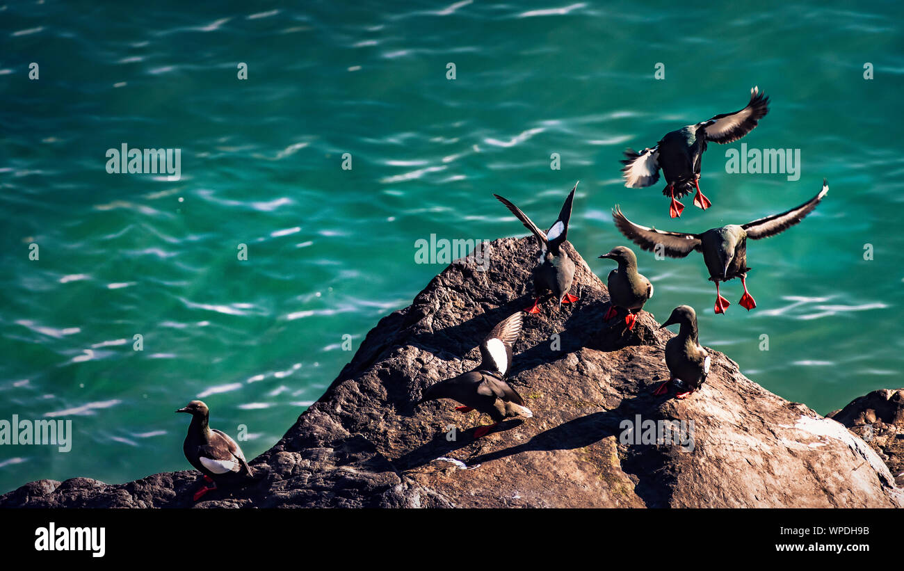 Group of Common Guillemots landing to exposed rock just of the cliff.  Bray Head, co.Wicklow, Ireland. Stock Photo