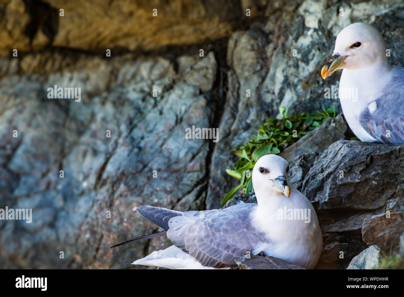 Pair of Fulmars (Fulmarus glacialis) sitting on their nest between rocks in wind shaded spot at exposed sea cliffs. Bray Head, co.Wicklow, Ireland. Stock Photo