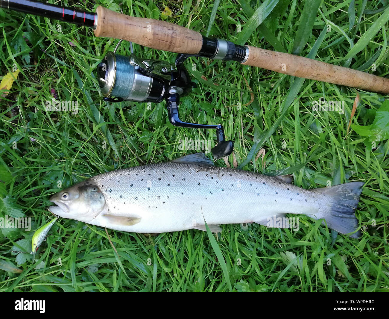 Angler's catch, Slupia river, Poland: steelhead trout and fishing rod and reel in grass high angle view Stock Photo