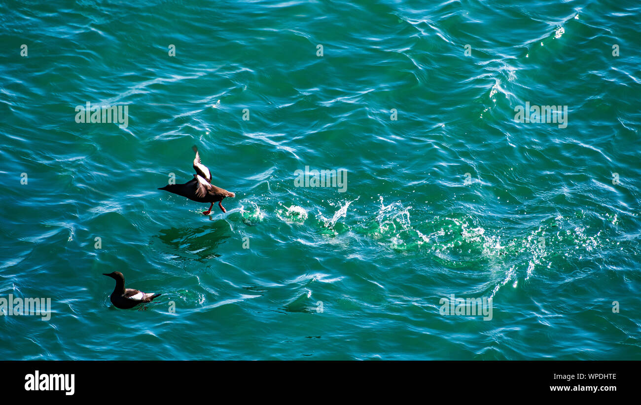 Wave runner. Common Guillemots taking to the flight off the sea surface. Bray Head, co.Wicklow, Ireland. Stock Photo