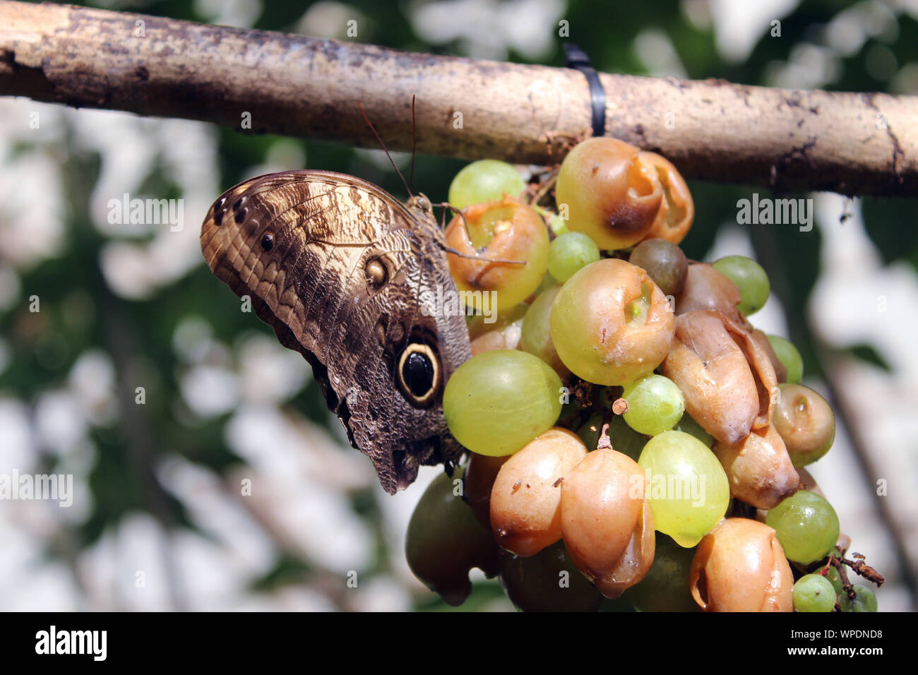 Morpho Peleides Butterfly eating grapes Stock Photo Alamy