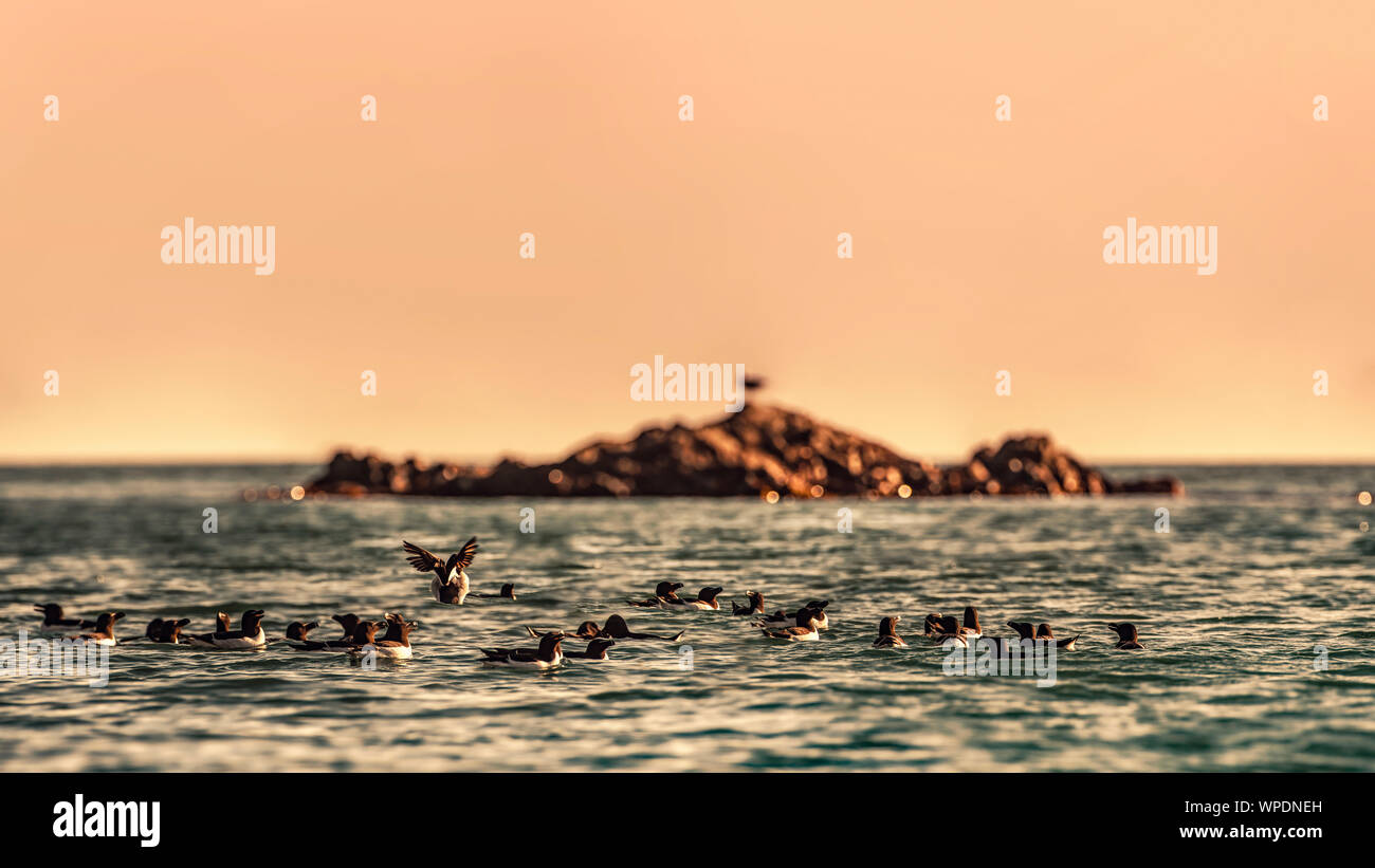 Colony or group of Razorbills (Alca torda) swimming in the sea in vicinity of Cable Rock at Golden hour. Large file size. Bray Head, co.Wicklow Stock Photo