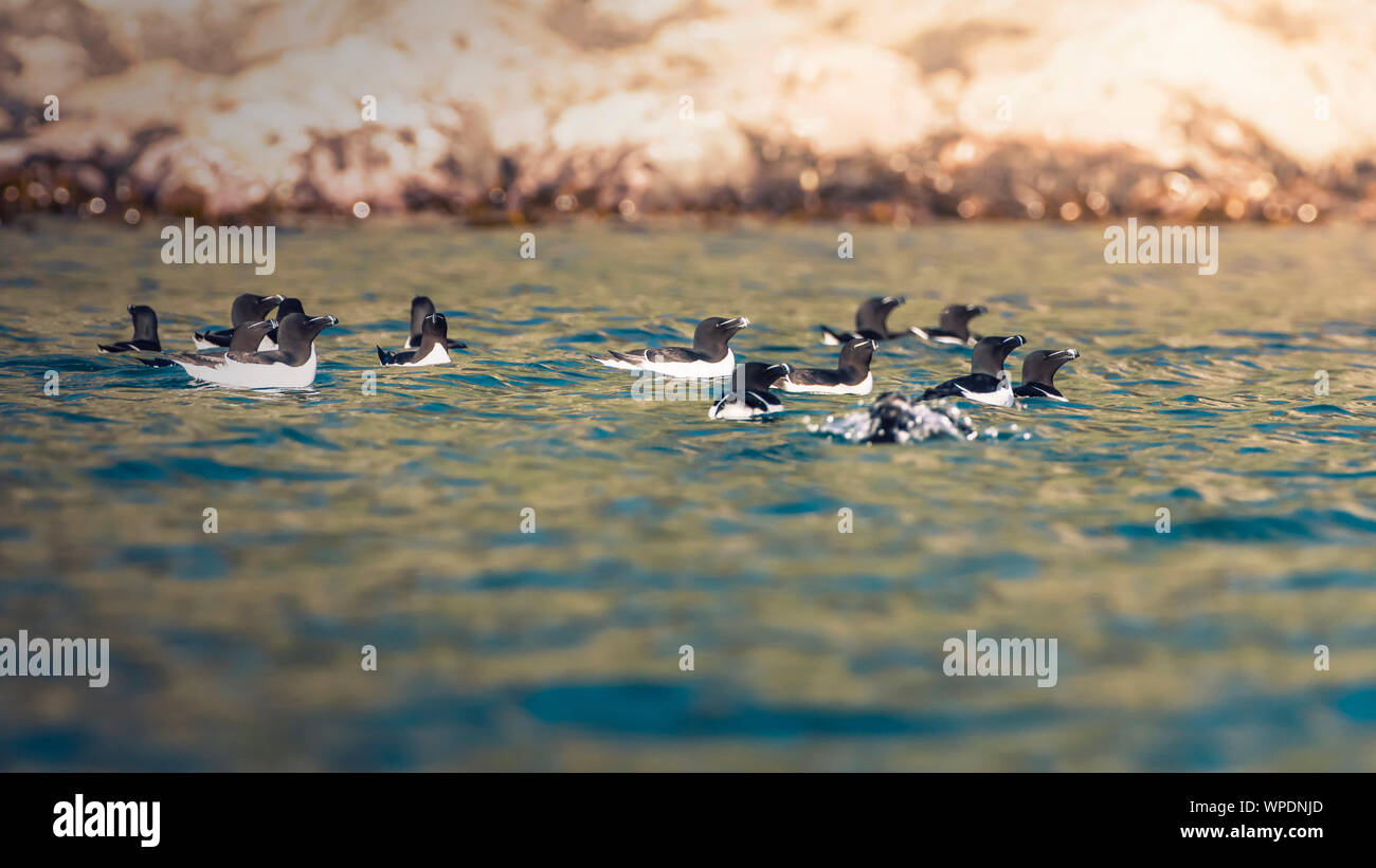 Colony or group of Razorbills (Alca torda) swimming in the sea in vicinity of the cliff line at Golden hour. Bray Head, co.Wicklow, Ireland. Stock Photo