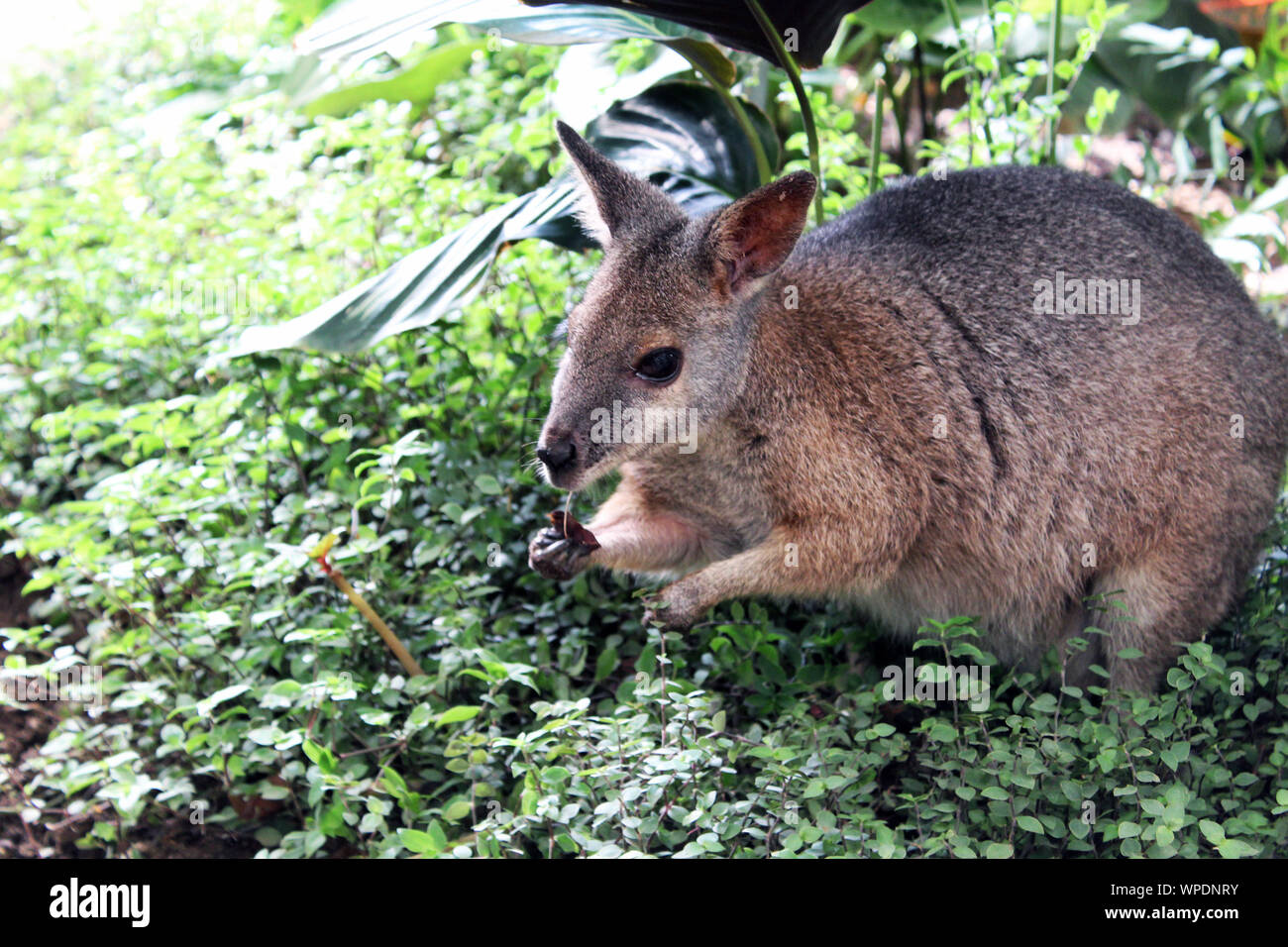 Wallaby eating in bush Stock Photo