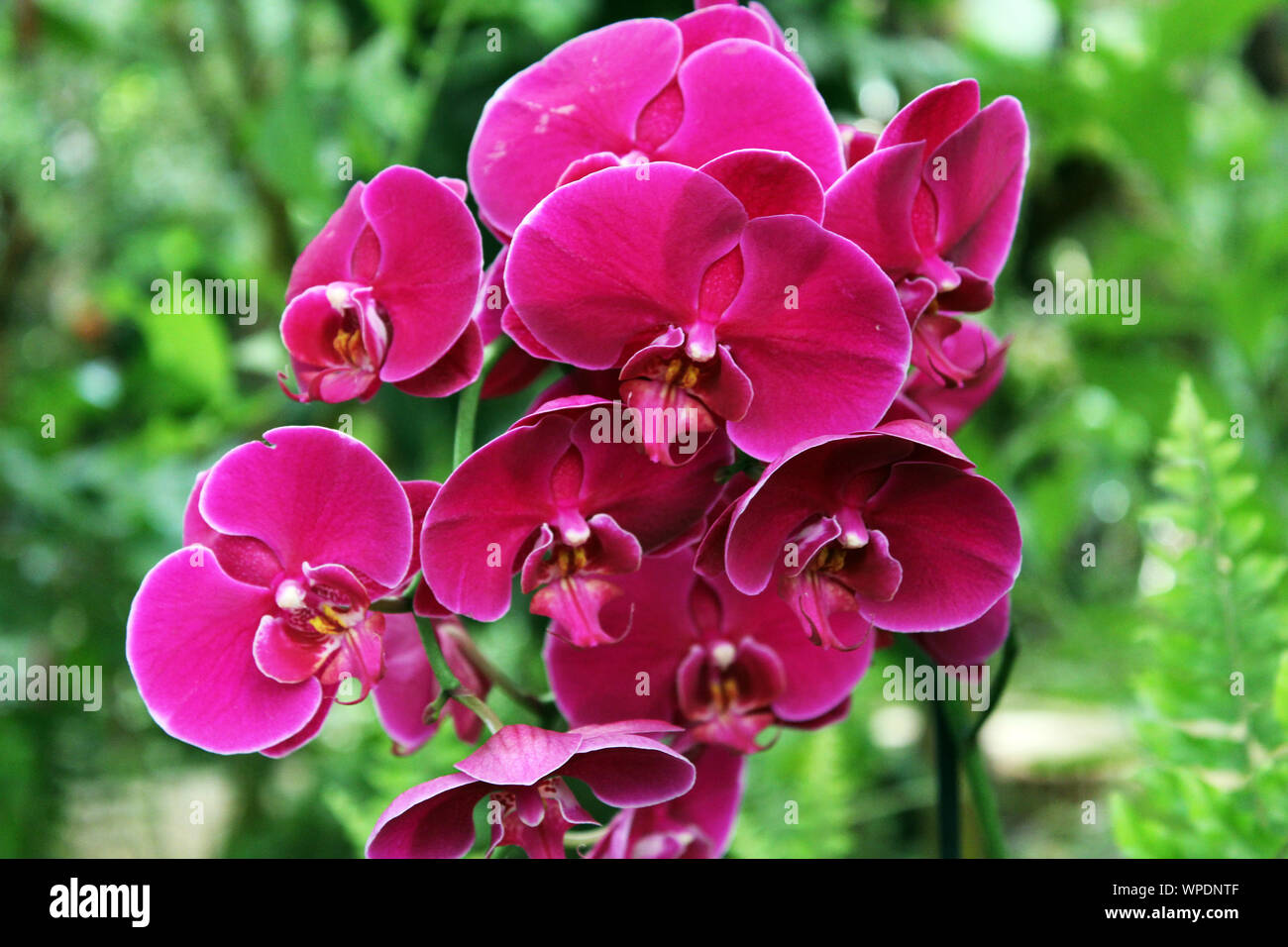 Phalaenopsis Orchid Stock Photo