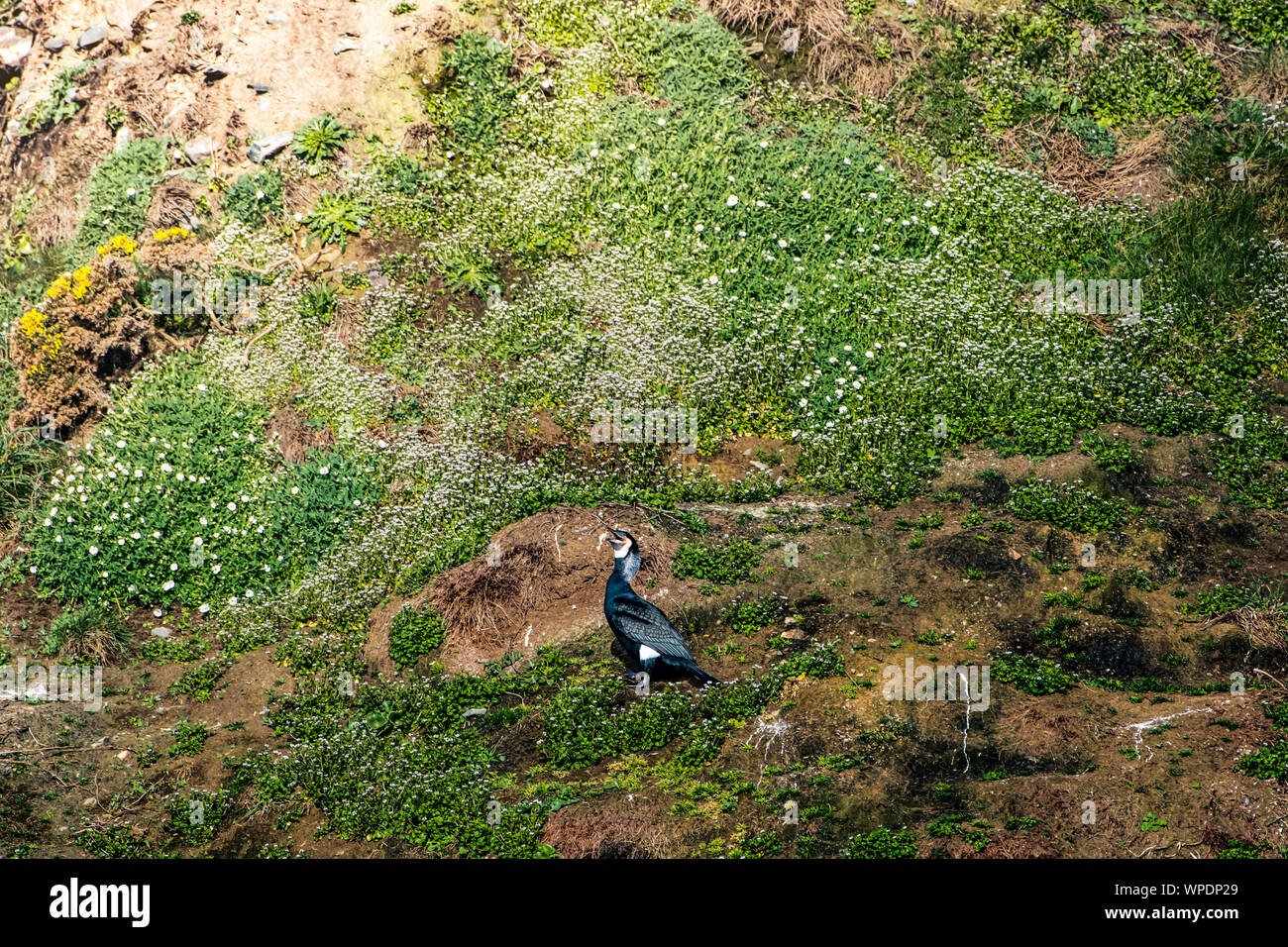 Loneliness concept in wildlife. Single cormorant sitting on the grassy hill just off the sea. Bray Head, co.Wicklow, Ireland. Stock Photo