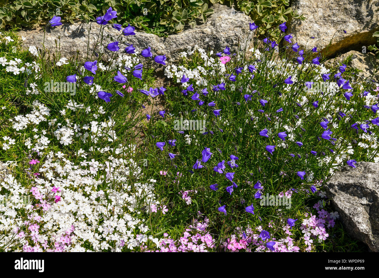 Close-up of a rocky garden with blooming Alpine flowers: mountain phlox (Phlox subulata) and bellflower (Campanula alpina), Courmayeur, Aosta, Italy Stock Photo