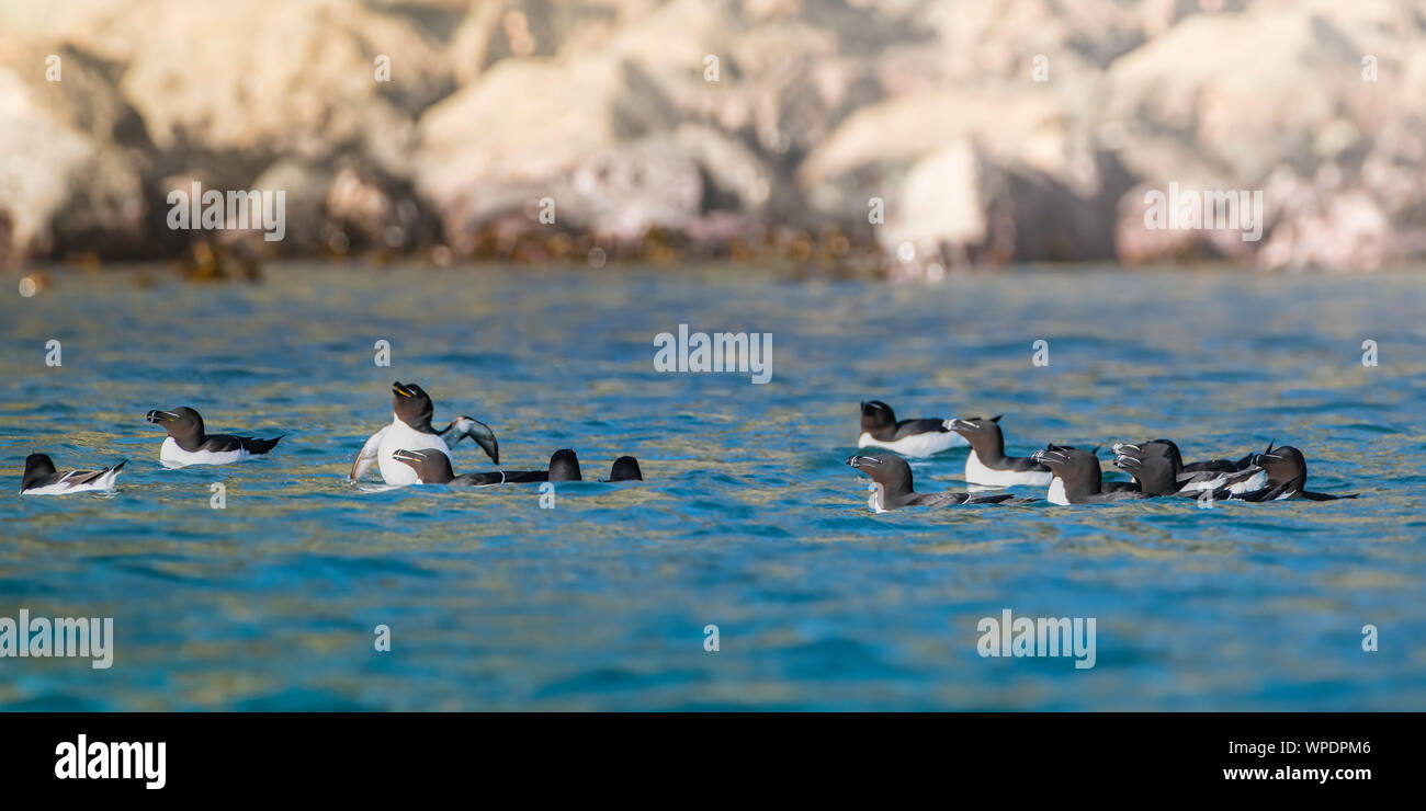 Colony or group of Razorbills (Alca torda) swimming in the sea in vicinity of the cliff line at Golden hour. Large file size. Bray Head, co.Wicklow, I Stock Photo