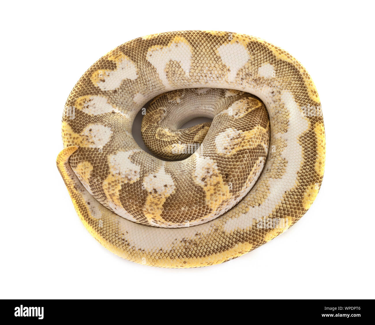 Ball python in front of white background Stock Photo - Alamy