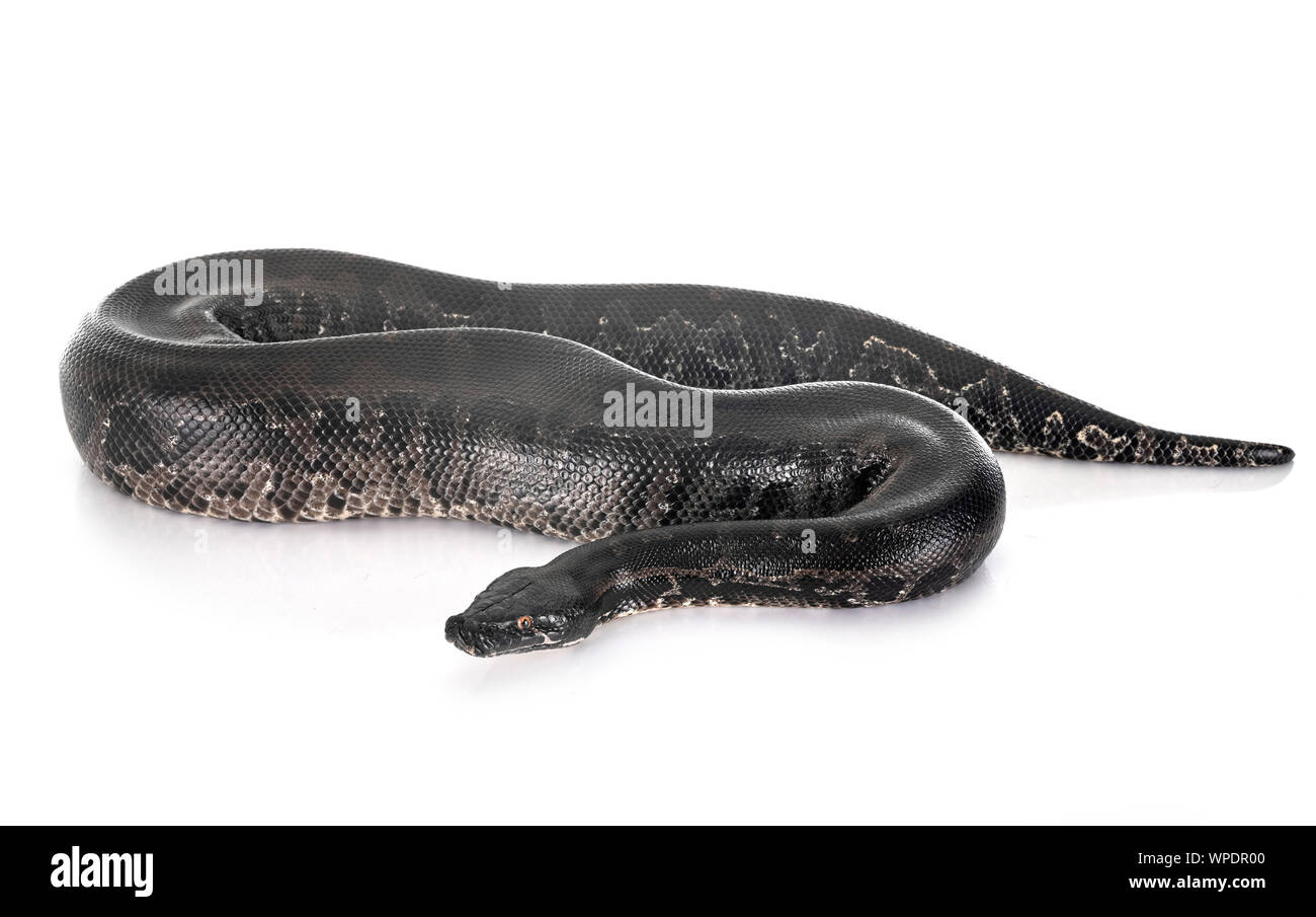 Python curtus in front of white background Stock Photo - Alamy