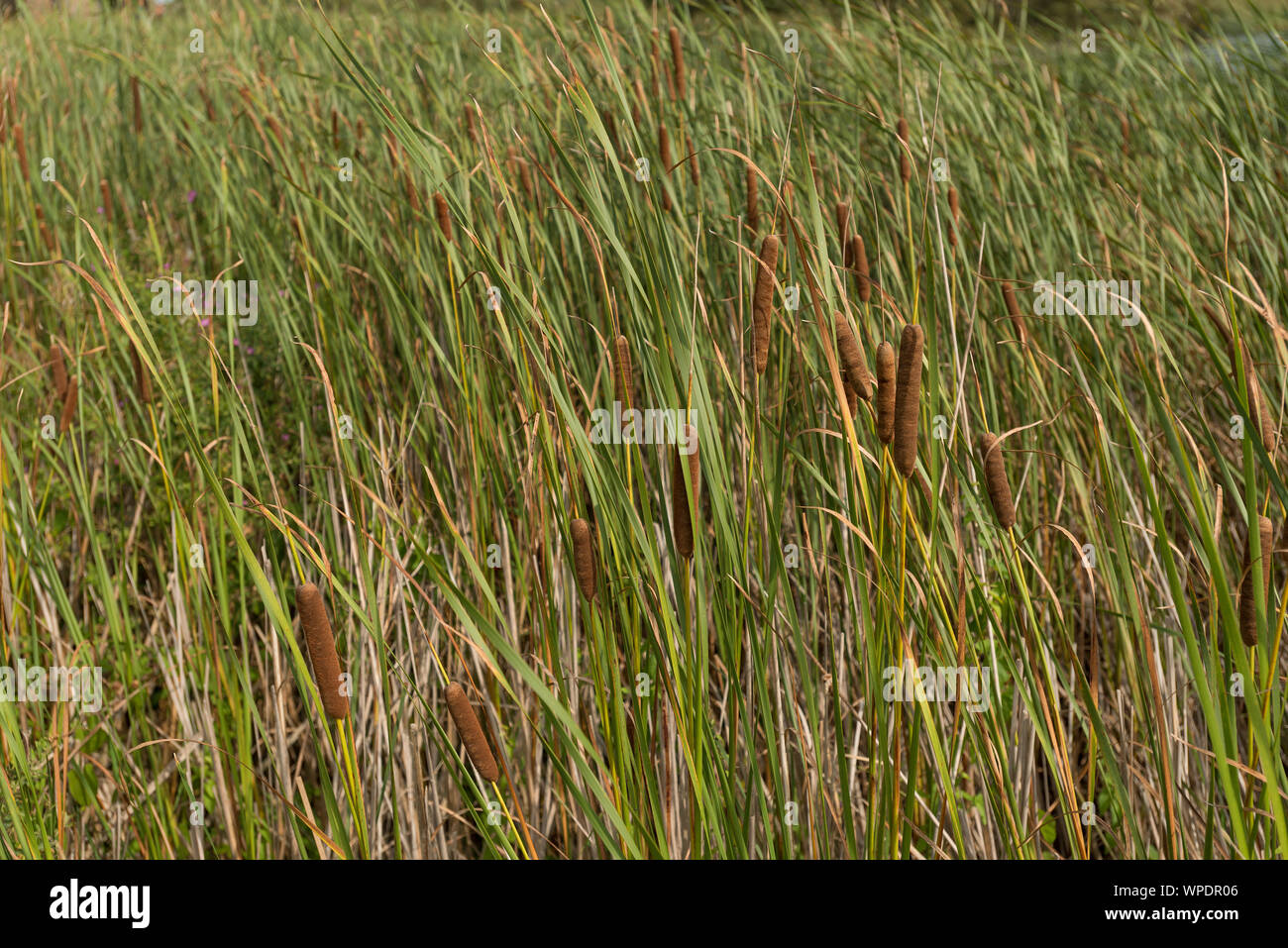 Lesser Bulrush, Typha angustifolia, marginal plant with cattail seed heads, good plant for filtering and cleaning water highways, obligate wetland Stock Photo