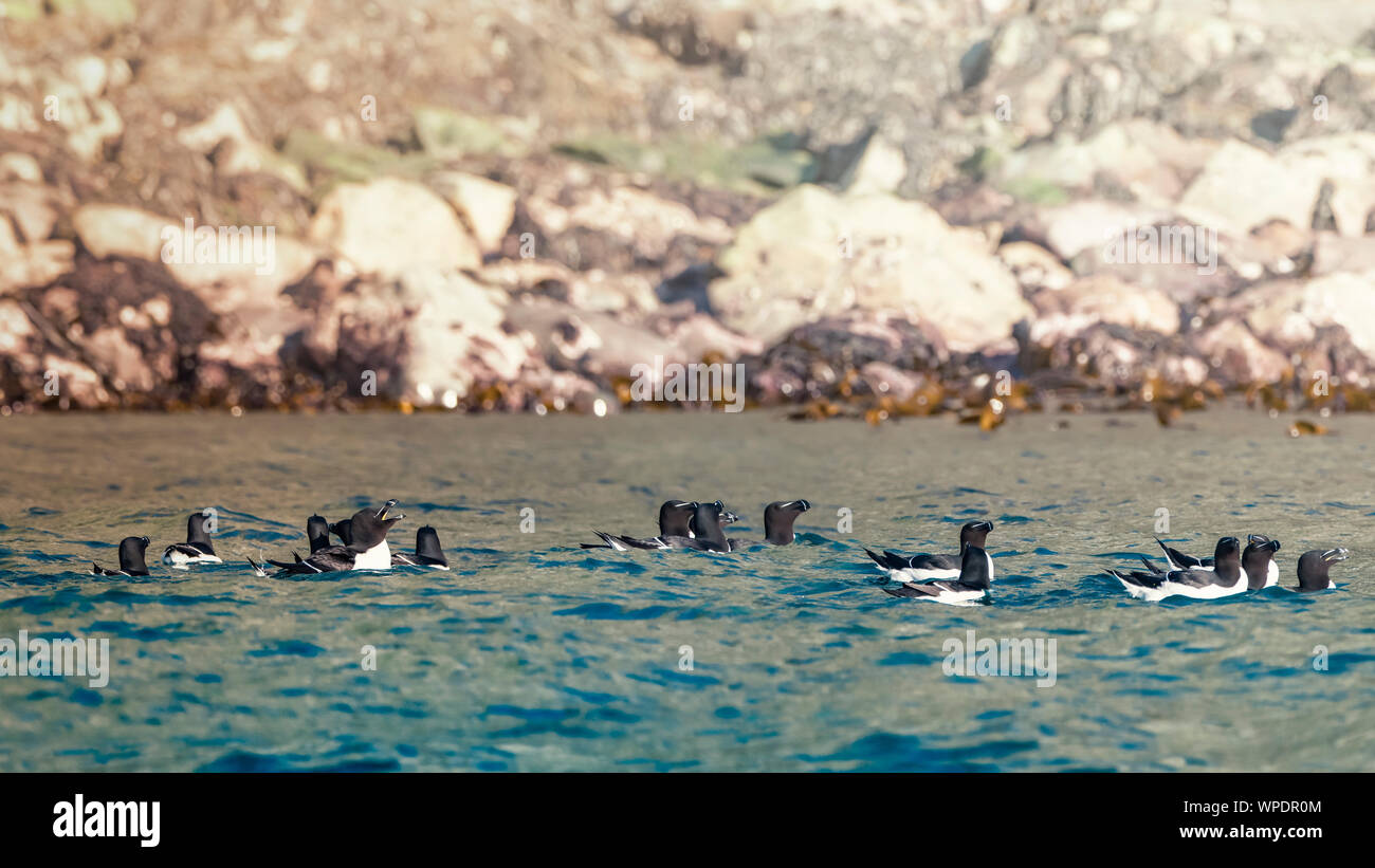 Colony or group of Razorbills (Alca torda) swimming in the sea in vicinity of the cliff line at Golden hour. Bray Head, co.Wicklow, Ireland. Stock Photo