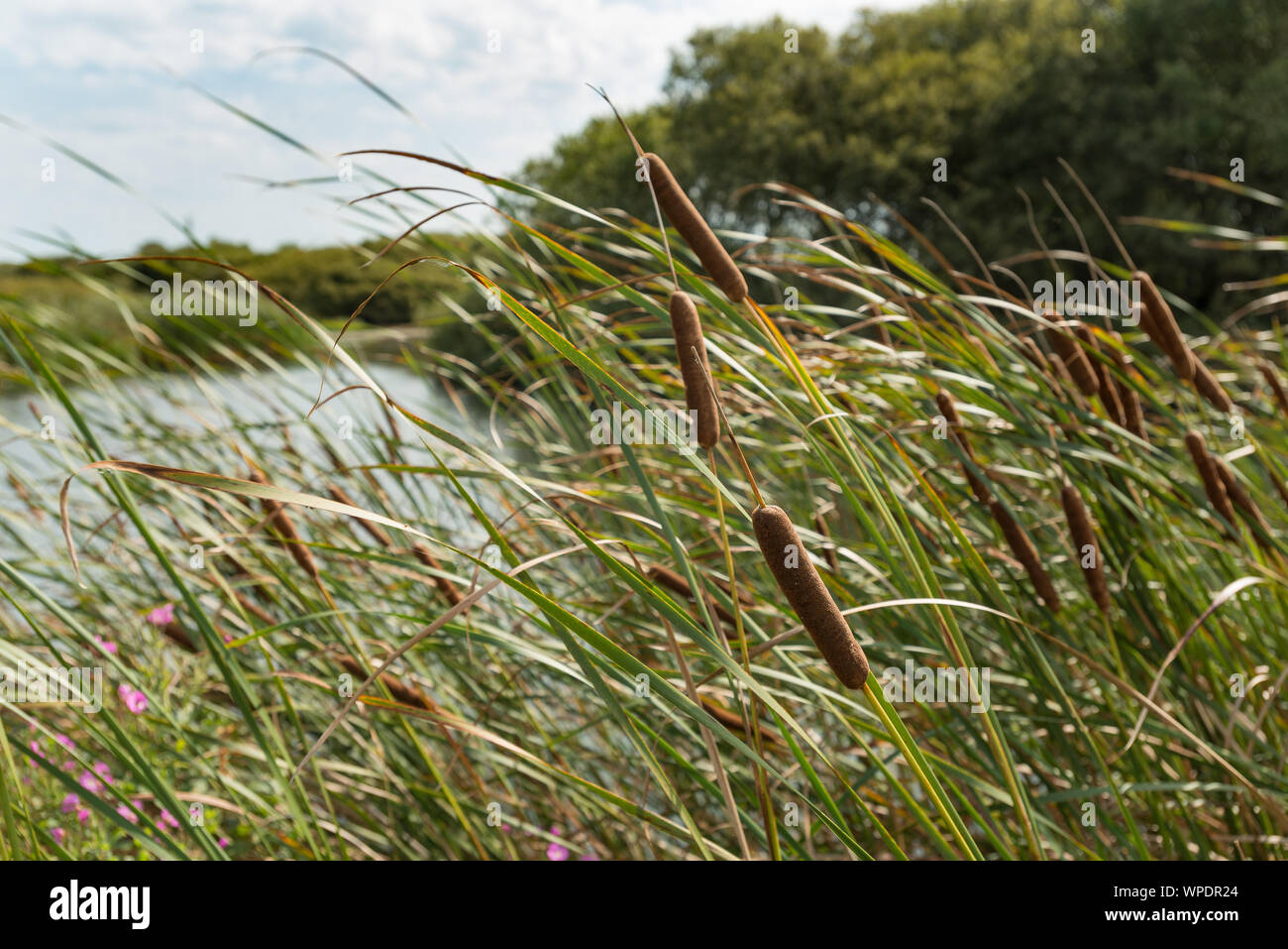 Lesser Bulrush, Typha angustifolia, marginal plant with cattail seed heads, good plant for filtering and cleaning water highways, obligate wetland Stock Photo