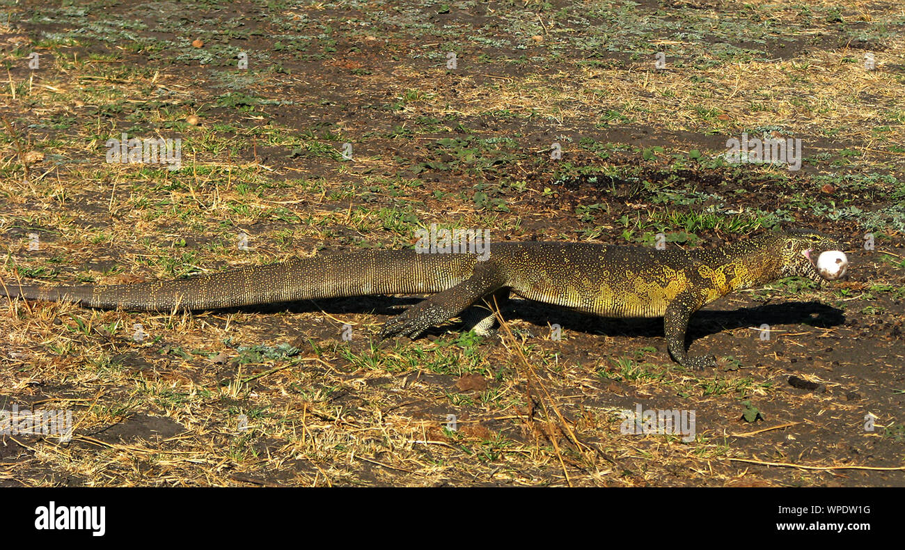 Monitor lizard nest hires stock photography and images Alamy