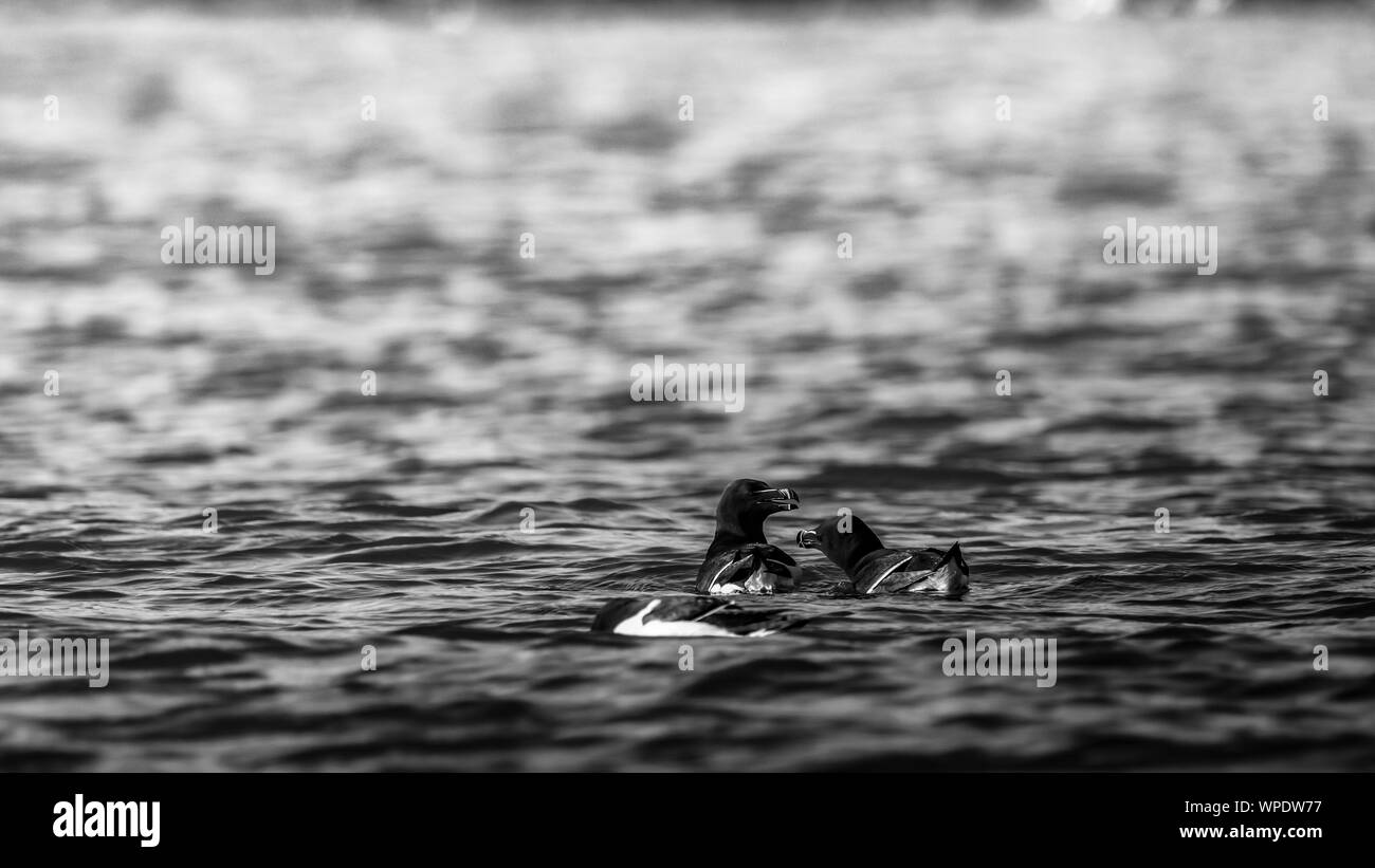 Romantic pair  of Razorbills (Alca torda) swimming in the sea at Golden hour. Bray Head, co.Wicklow, Ireland. Stock Photo