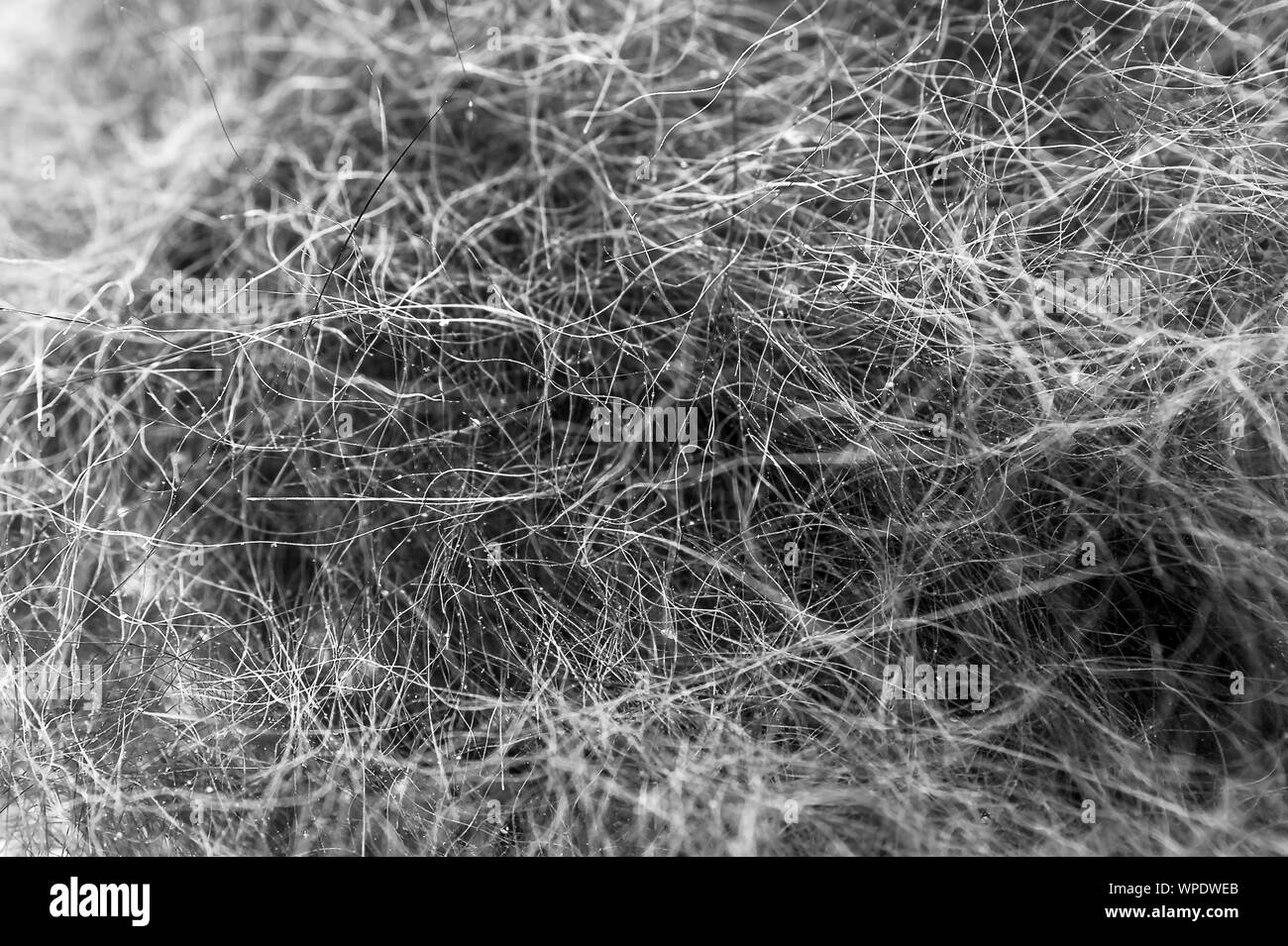 Cat Dander Electron Microscope