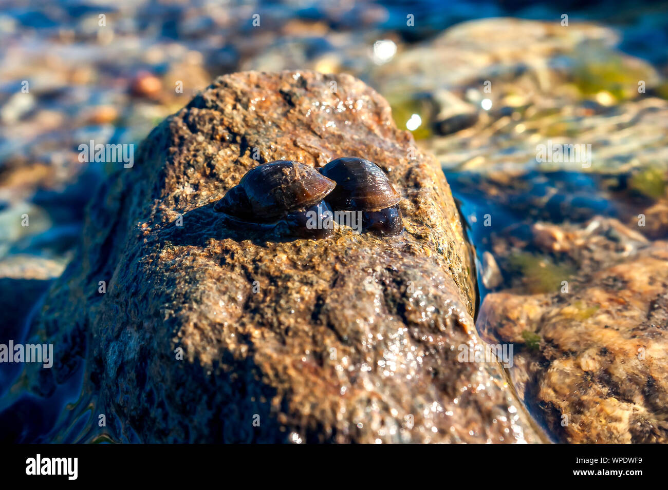Small pond snails hires stock photography and images Alamy