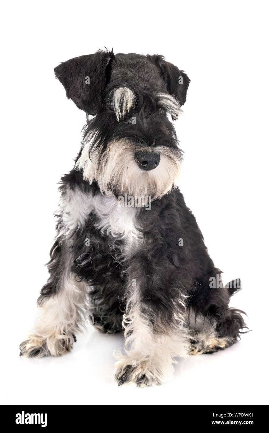 miniature schnauzer in front of white background Stock Photo - Alamy