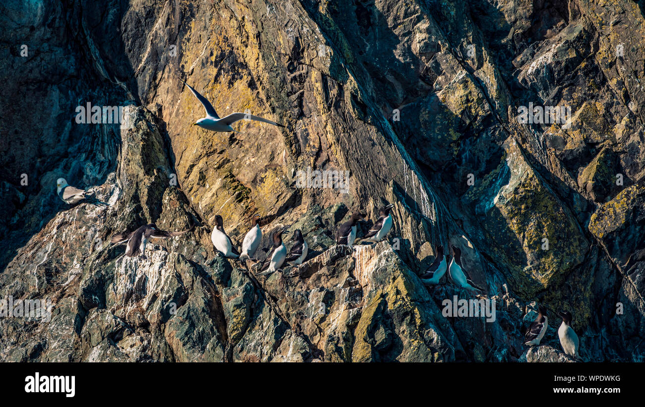 Kittiwake flies over colony of guillemots in the rocky sea cliff. Bray Head, co.Wicklow, Ireland. Stock Photo