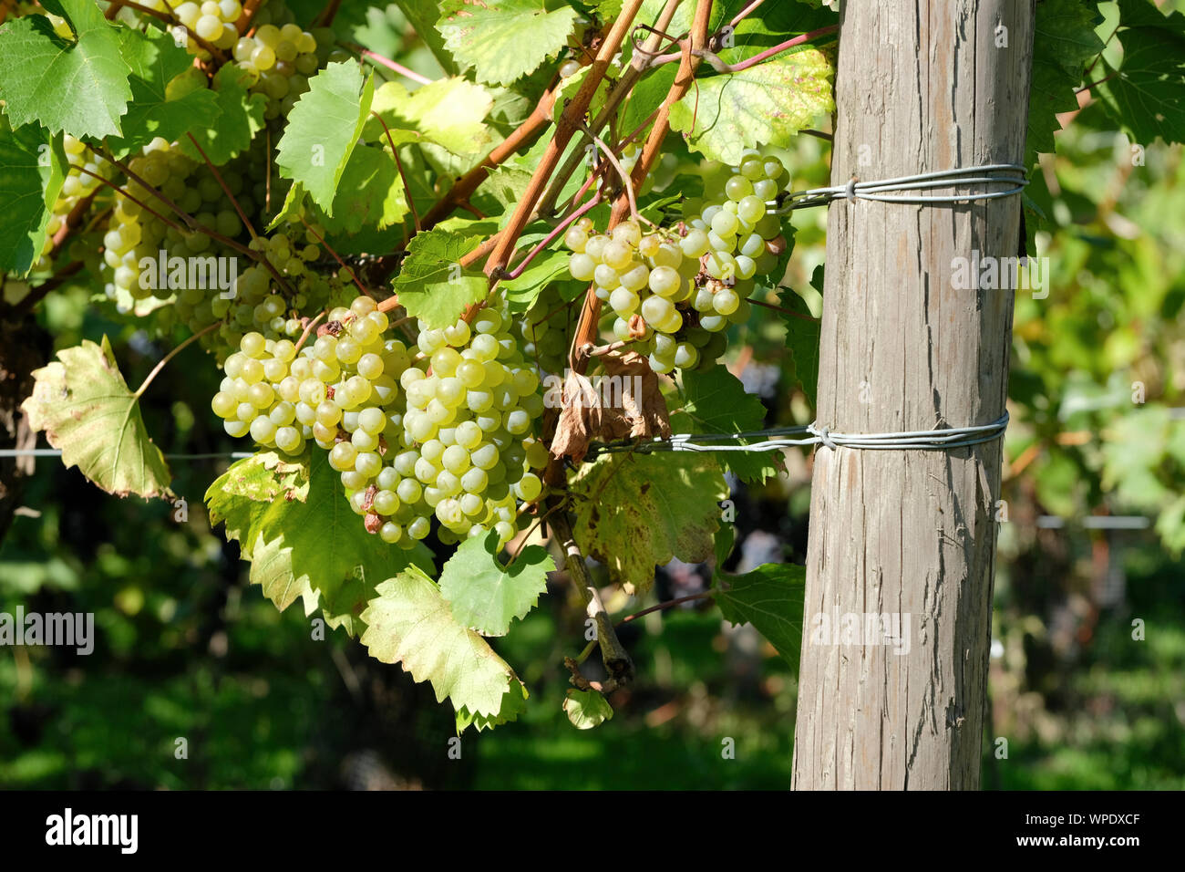 Ripe white hybrid grapes, Vitis 'Orion' grape 'orion' on the vine. Stock Photo