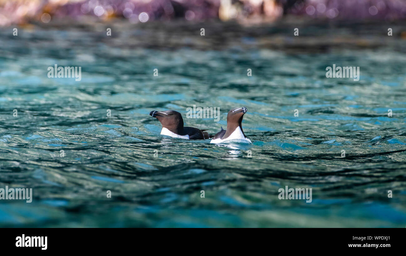 Pair  of Razorbills (Alca torda) swimming in the sea at Golden hour. Bray Head, co.Wicklow, Ireland. Stock Photo