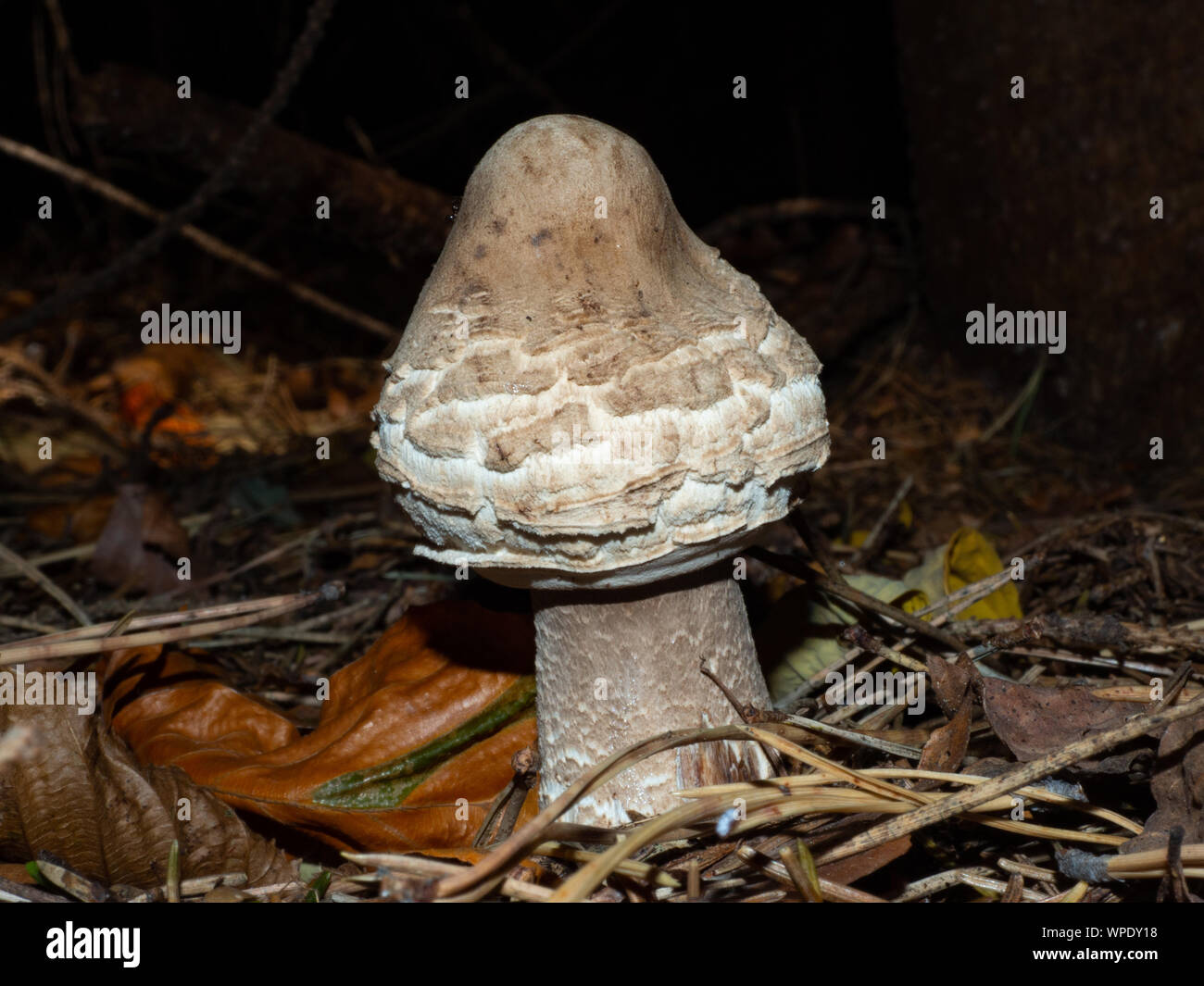 Edible mushroom young parasol at the forest floor Stock Photo