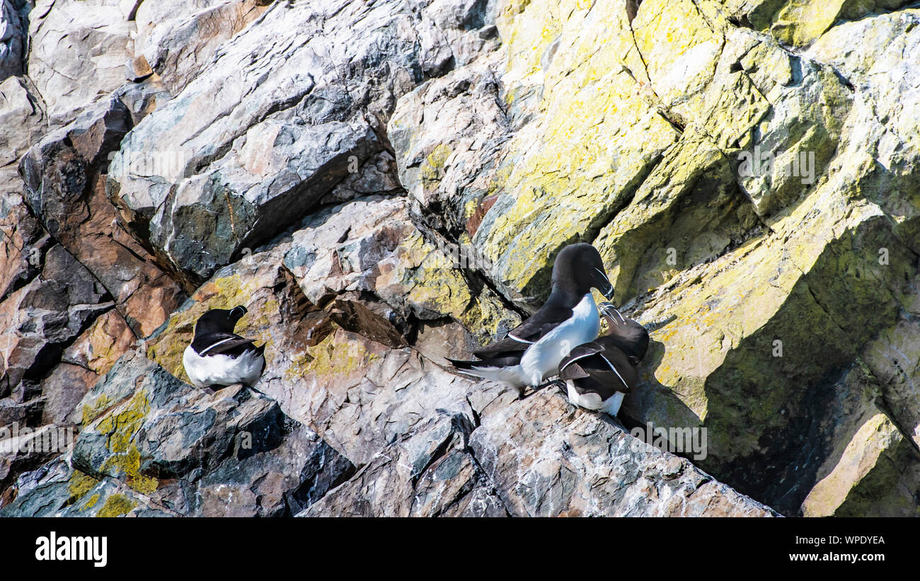 Couple of mating Razorbills and single one aside on cliff ledge of Irish Sea. Bray Head, co.Wicklow, Ireland. Stock Photo