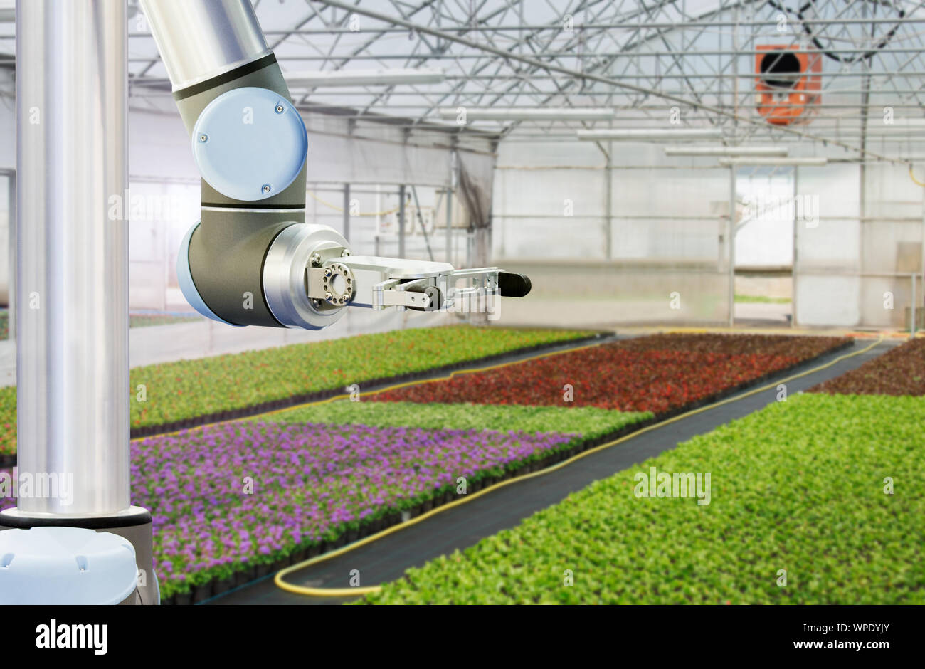 The robot arm is working in a greenhouse. Smart farming and digital agriculture Stock Photo