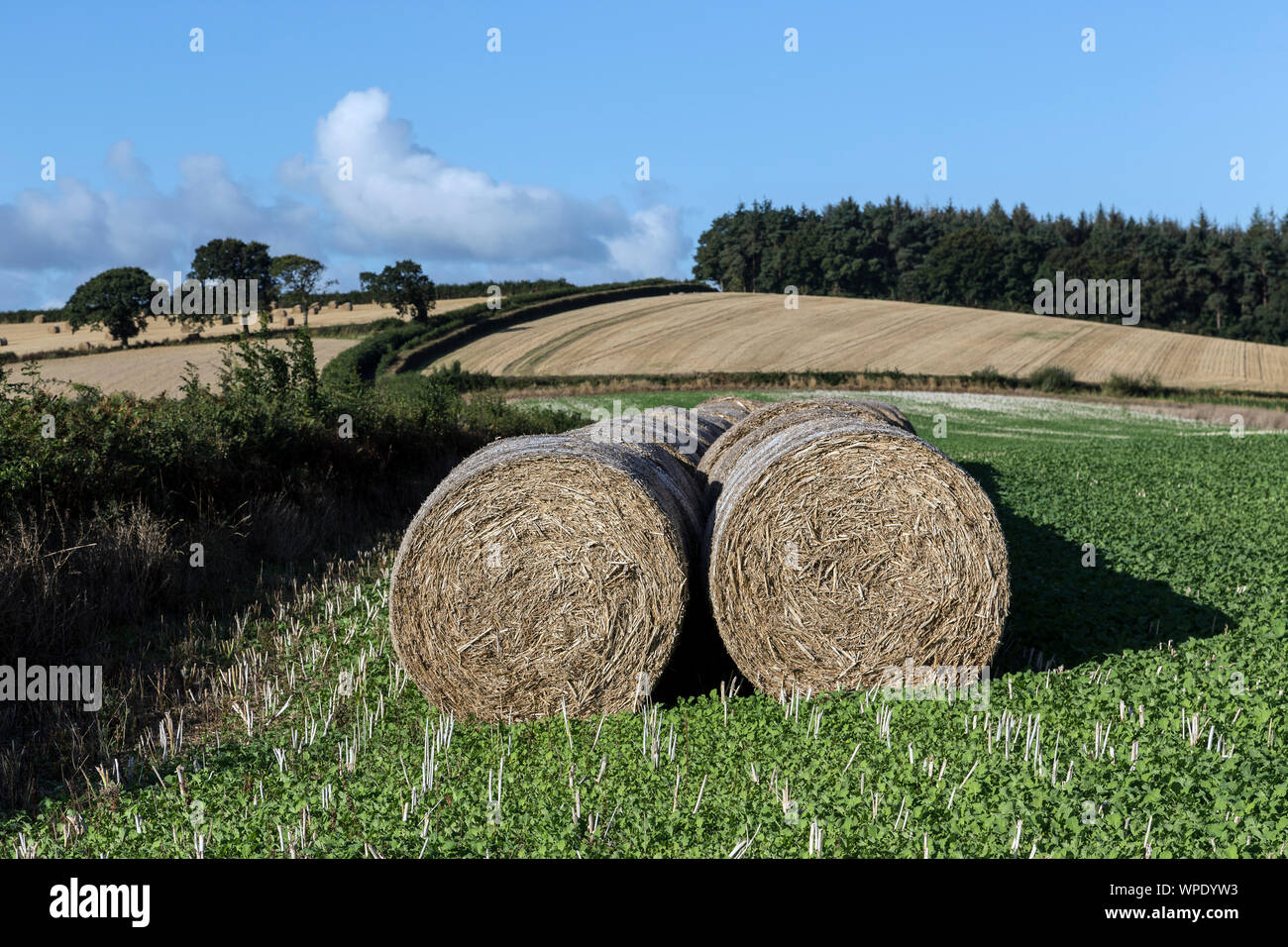 Bale, Hay, Agricultural Field, Farm, Circle, Straw, Summer, Agriculture, Barbed Wire, Barley, Blue, Cereal Plant, Cloud - Sky, Color Image, Cricket St Stock Photo