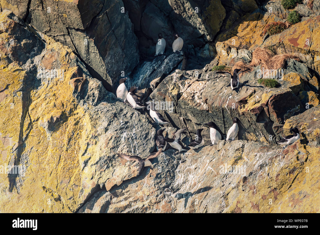Colony or group of Razorbills (Alca torda) shaded from the sun on cliff ledge of Irish Sea. Large file size. Bray Head, co.Wicklow, Ireland. Stock Photo