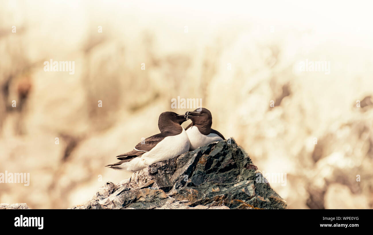 Couple of mating Razorbills on cliff ledge of Irish Sea. Bray Head, co.Wicklow, Ireland. Stock Photo