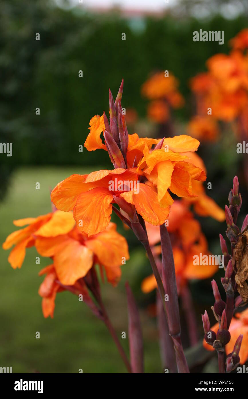 10 rhizomes rare Canna indica red flowers directly from the caribbean