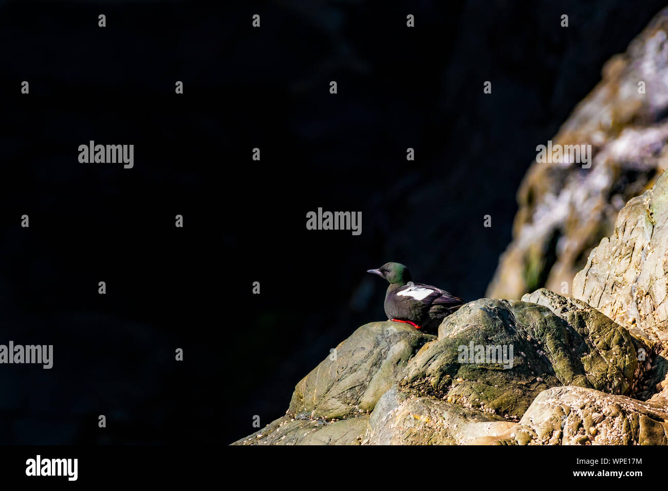 Loneliness concept in wildlife. Single guillemot sitting on the rocky cliff  just off the sea. Bray Head, co.Wicklow, Ireland. Stock Photo