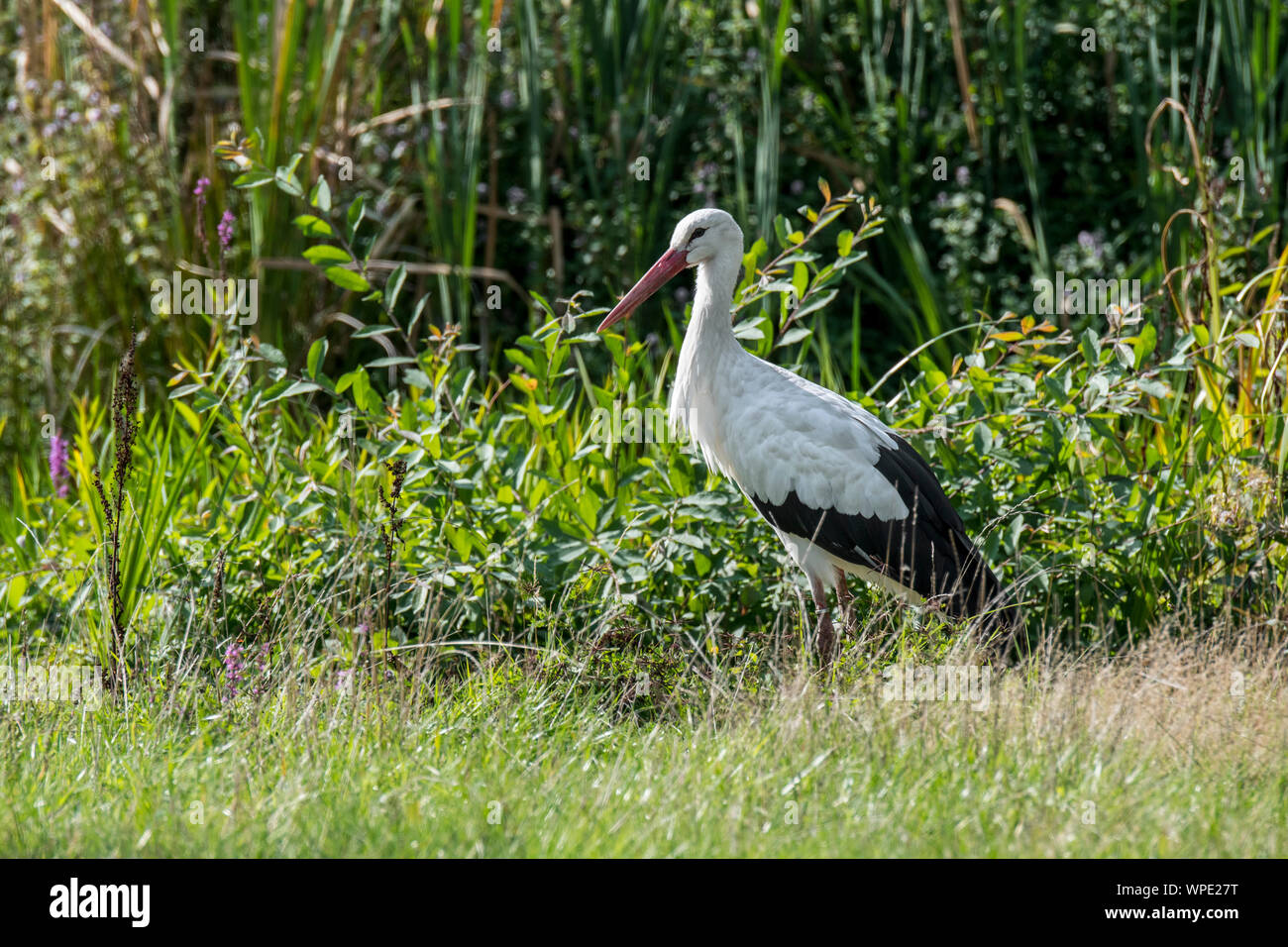 White stork (Ciconia ciconia) foraging in wetland / swamp / marshland in summer Stock Photo
