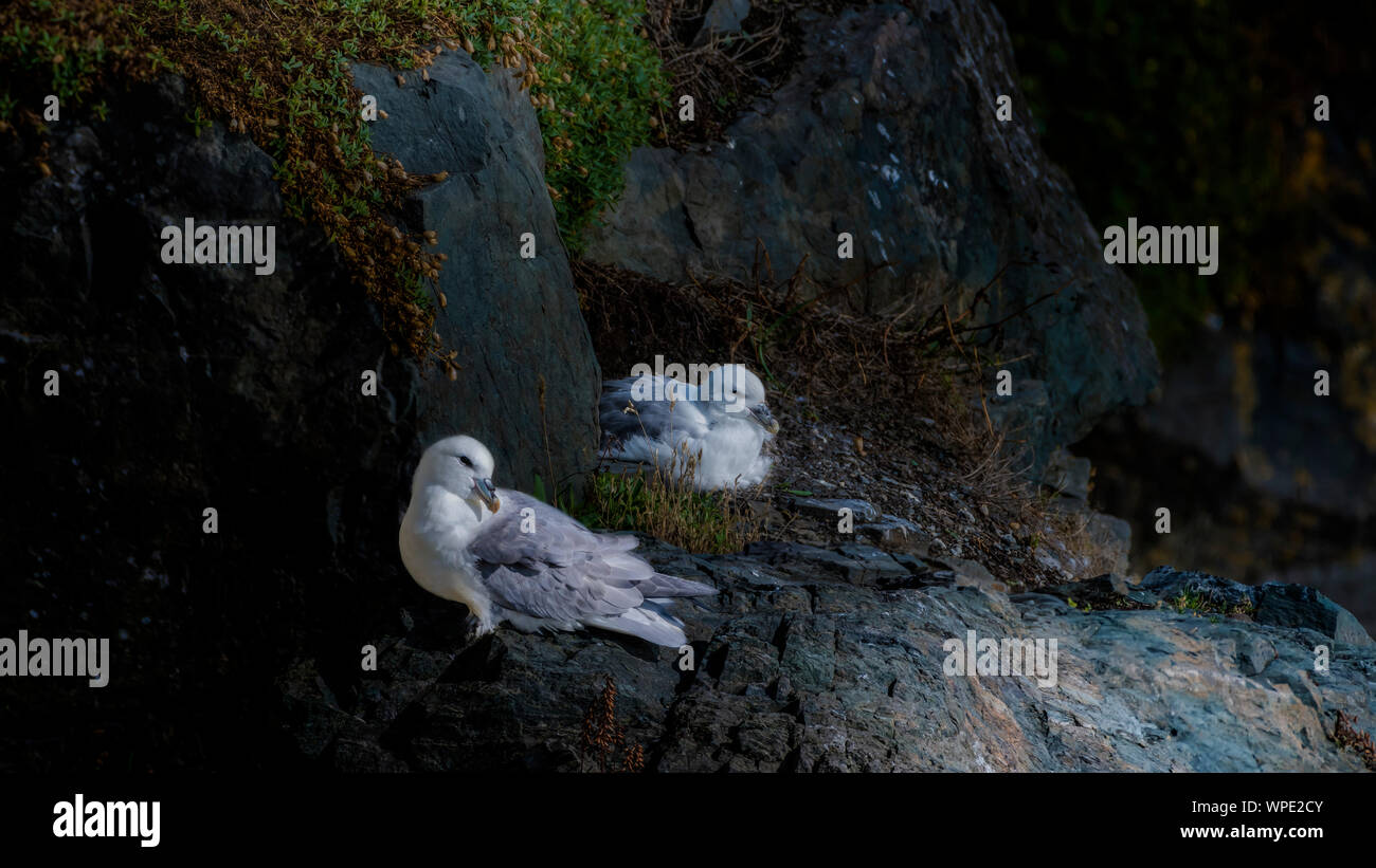 Pair of Fulmars (Fulmarus glacialis)  making cosy at their nest between rocks in wind shaded spot at exposed sea cliffs. Bray Head, co.Wicklow Ireland Stock Photo