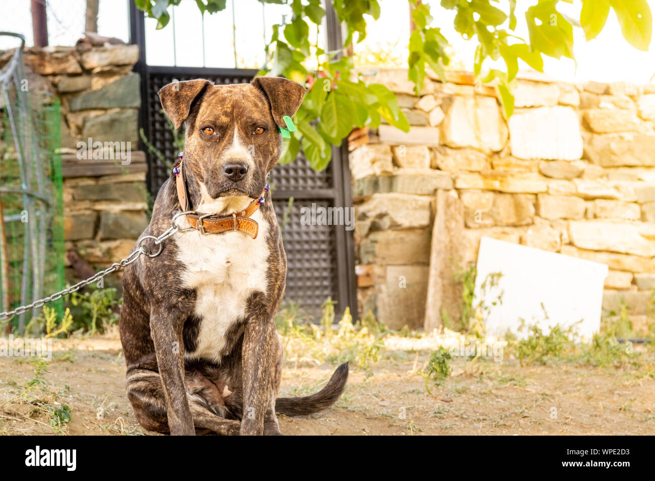 Portrait of a Pitbull boxer mix enjoying sunny day in the garden. Stock Photo