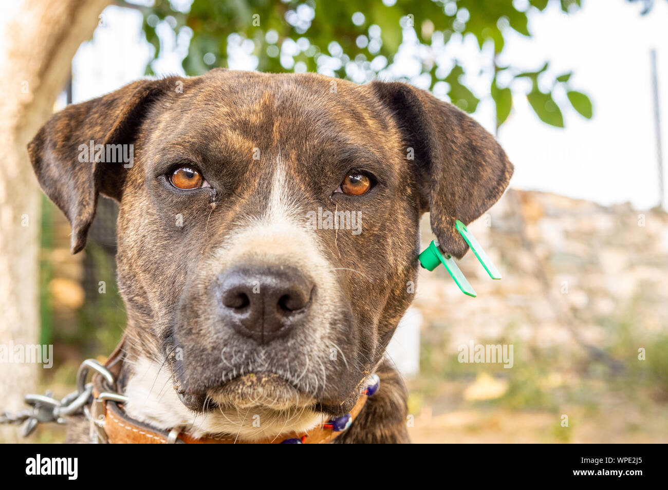 Close up portrait of a Pitbull boxer mix enjoying sunny day in the garden. Stock Photo