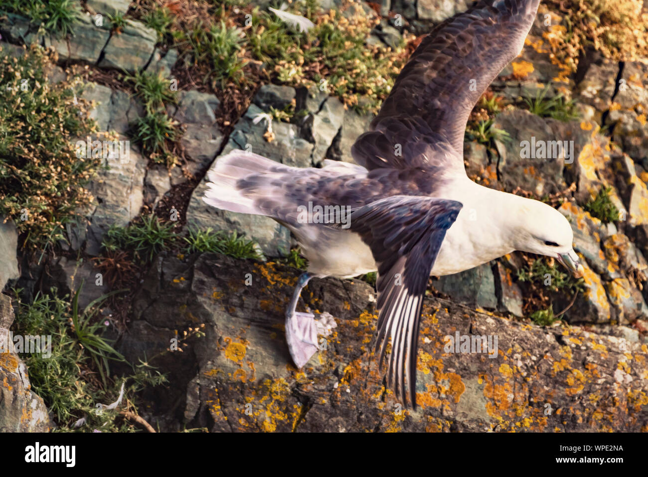 Taking off. Fulmar (Fulmarus glacialis)  ready to fly. Close up. Bray Head, co.Wicklow, Ireland. Stock Photo