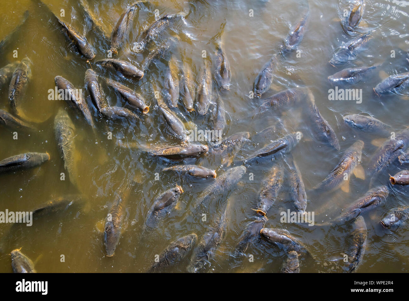 Common Carp Cyprinus Carpio High Resolution Stock Photography and